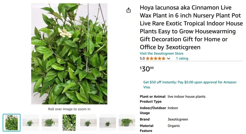 Hoya Cinnamomifolia | Monsteraholic