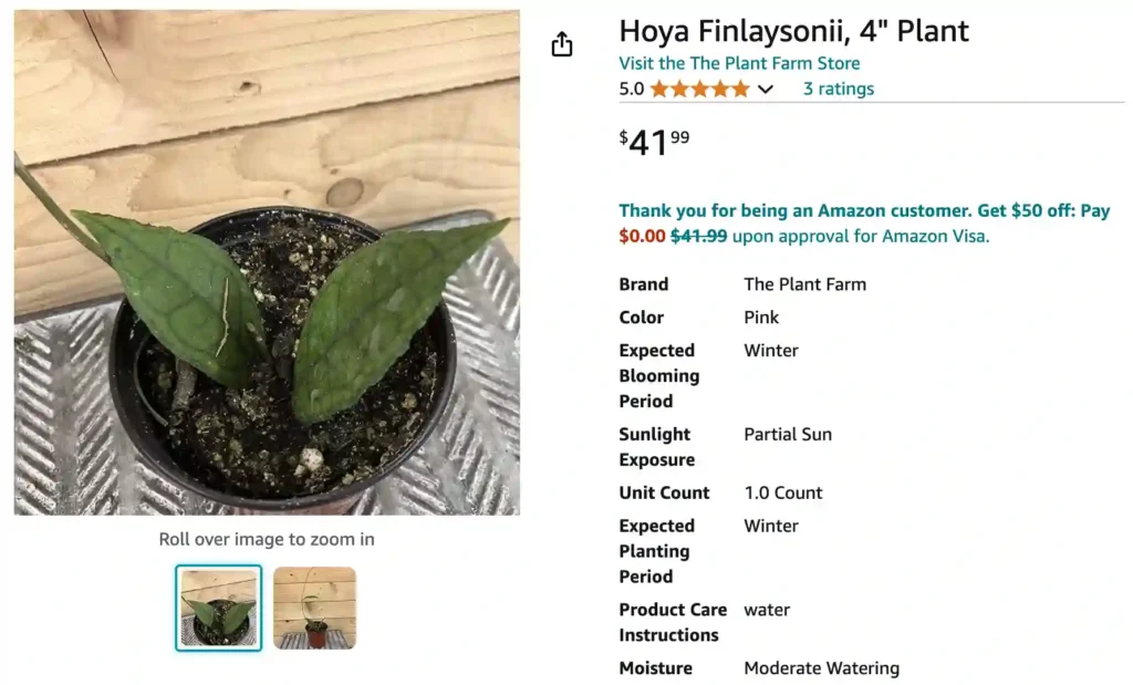 Hoya Finlaysonii | Monsteraholic