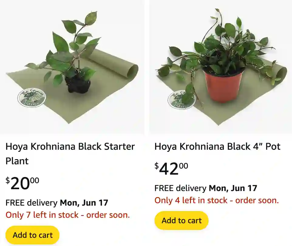 Hoya Krohniana Black | Monsteraholic