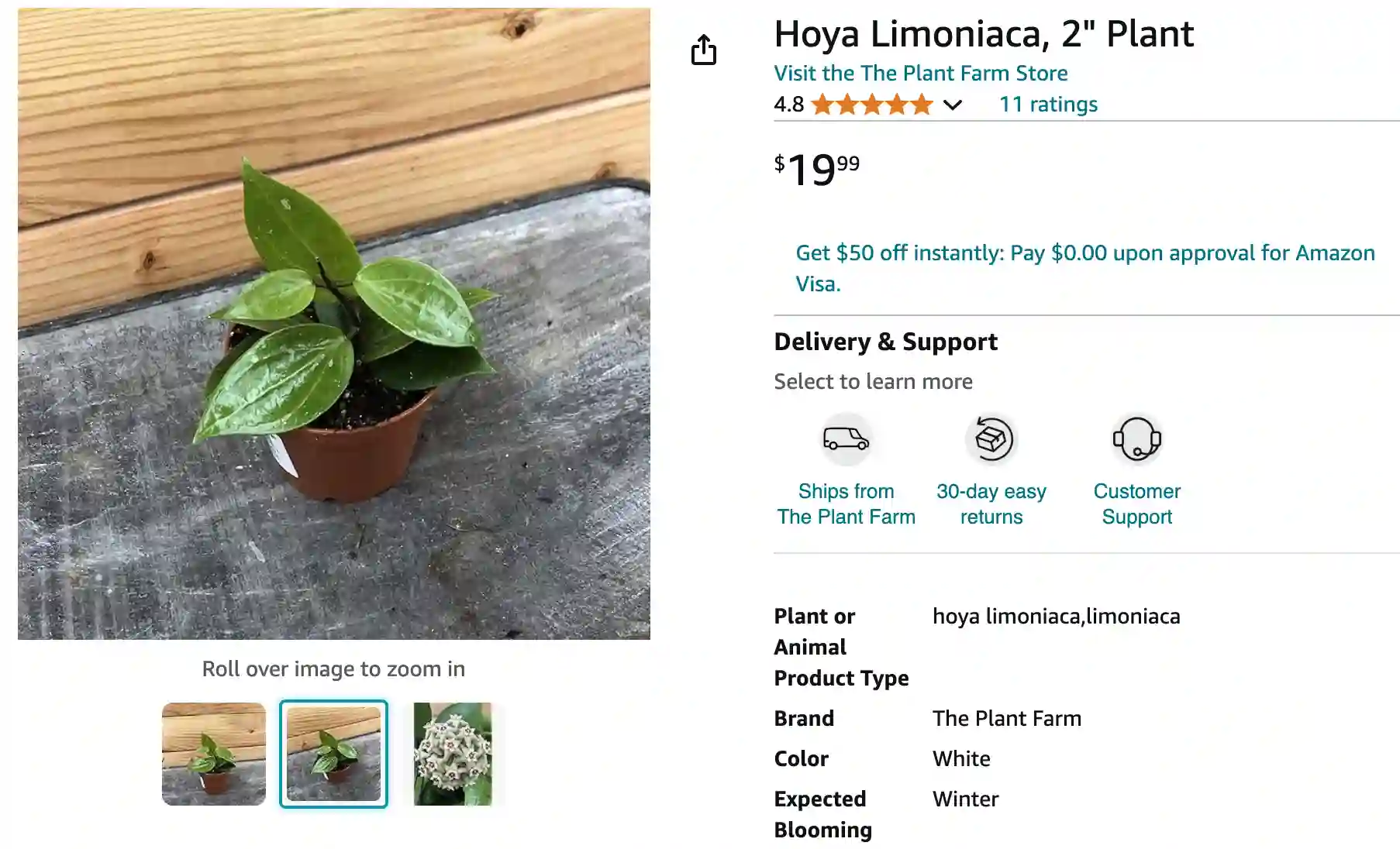 Hoya Limoniaca | Monsteraholic