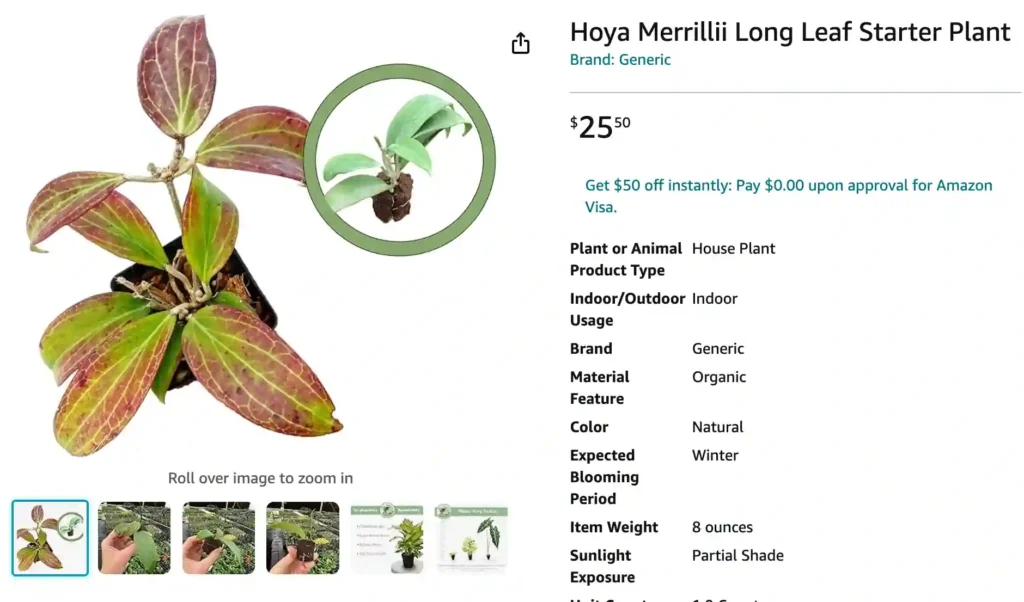 Hoya Merrillii | Monsteraholic