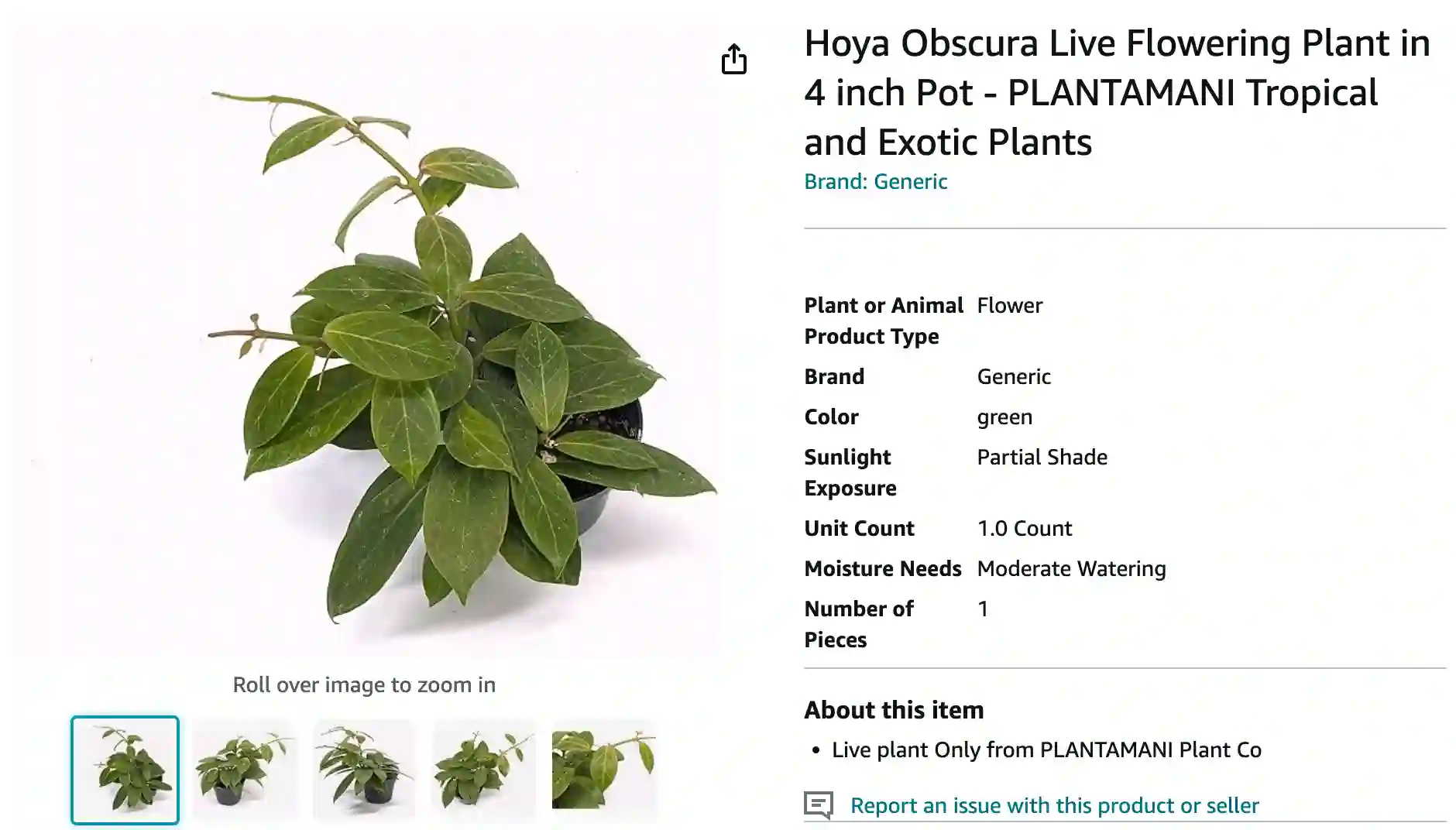 Hoya Obscura | Monsteraholic