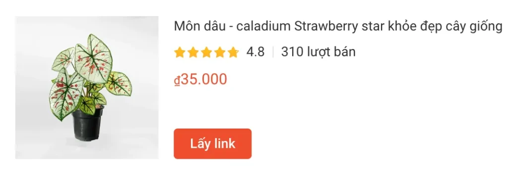 Mon dau caladium Strawberry star khoe dep cay giong | Monsteraholic