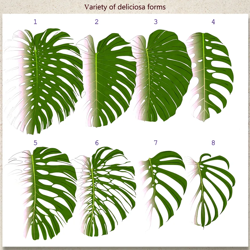 Monstera Leaves Different Forms Plate 1 monsteraholic jpg