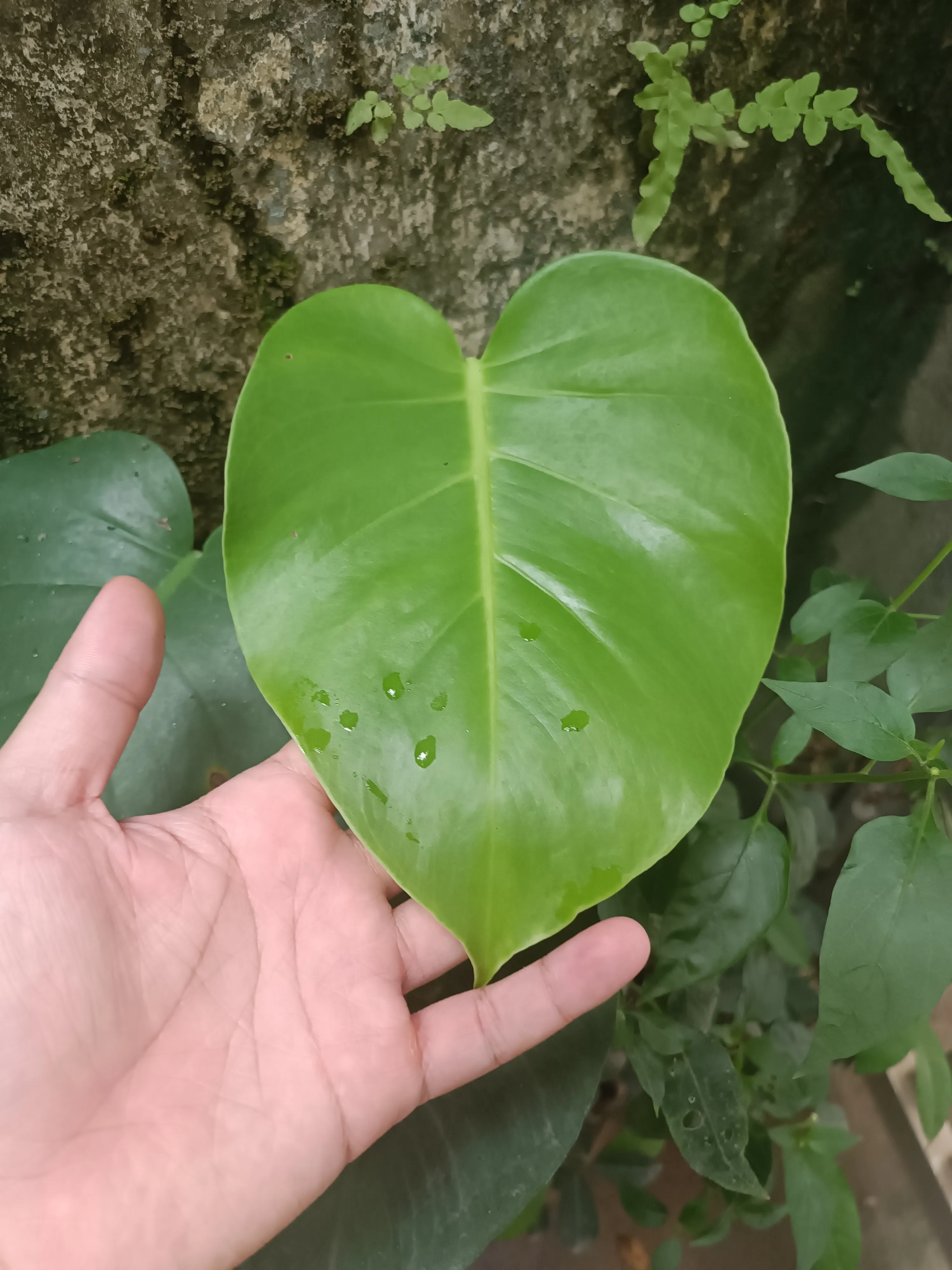 Monstera plant with holes in leaves but why my monstera is not Monsteraholic