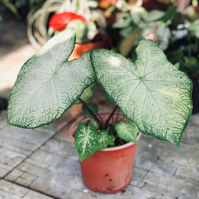 Moonlight Caladium 2 monsteraholic jpg