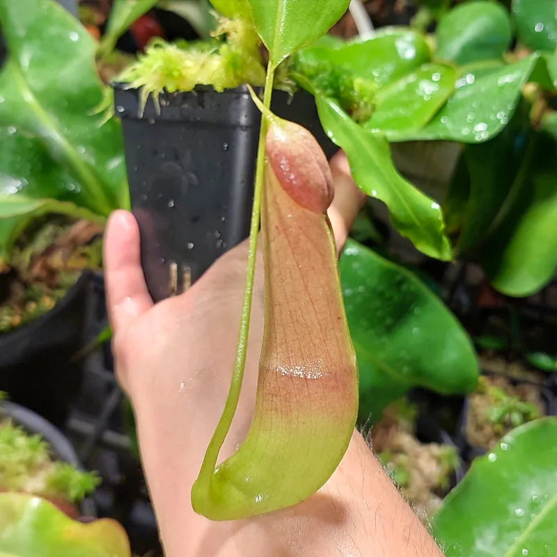 Nepenthes Mirabilis