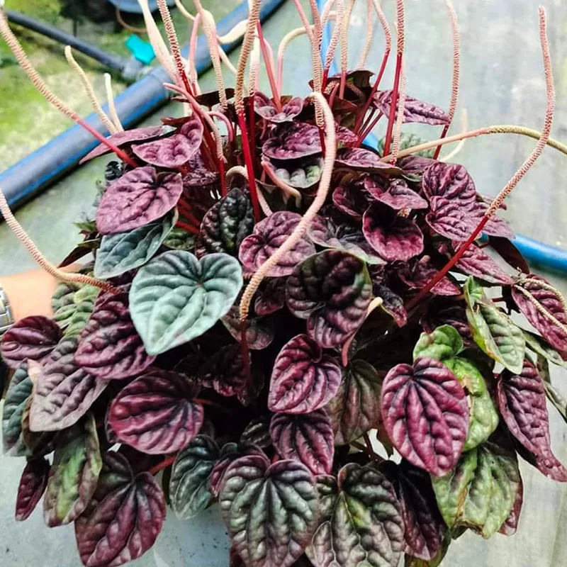 Peperomia Abricos 1 monsteraholic jpg