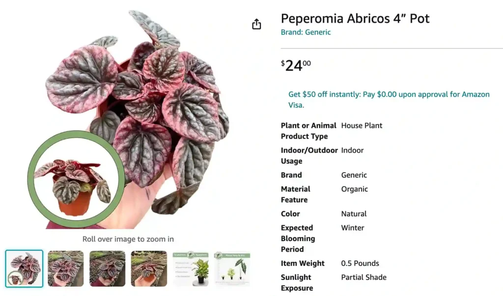 Peperomia Abricos | Monsteraholic