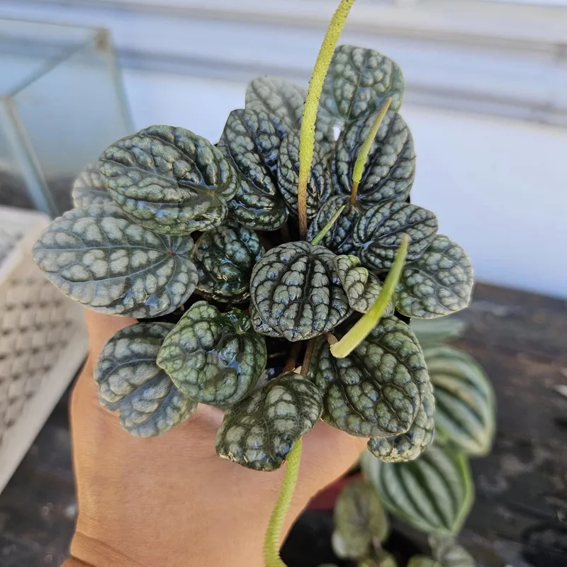 Peperomia Burbella 1 monsteraholic jpg