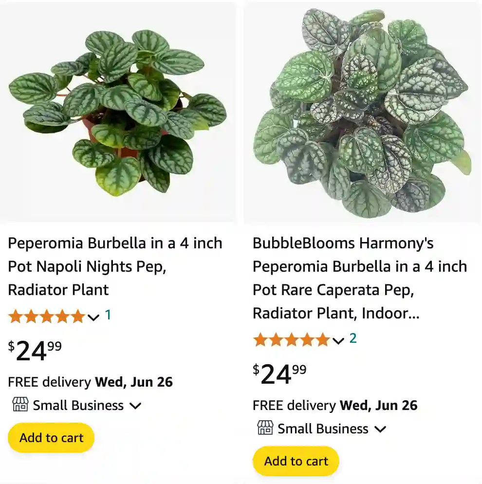 Peperomia Burbella | Monsteraholic