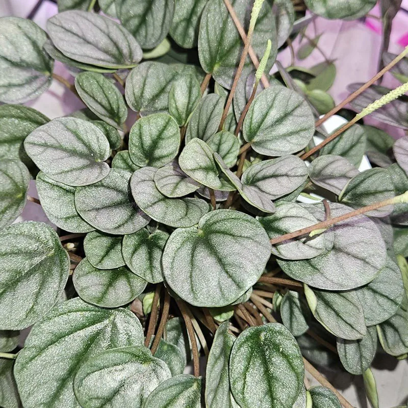 Peperomia Little Toscani 5 monsteraholic jpg