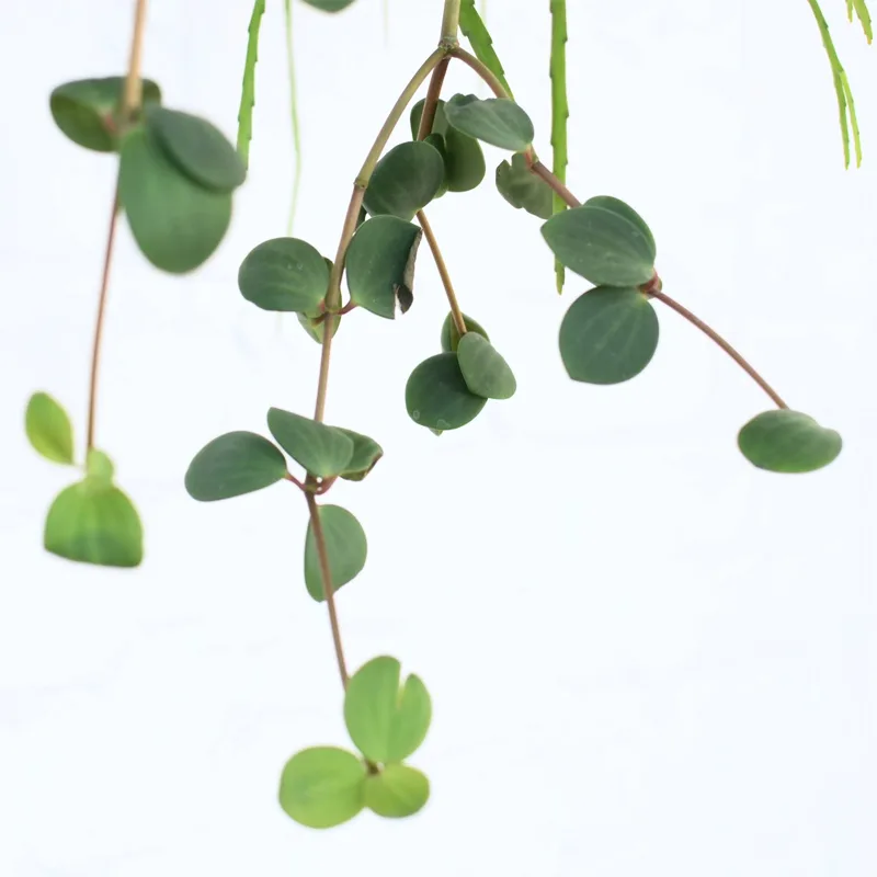 Peperomia Perciliata 1 monsteraholic jpg