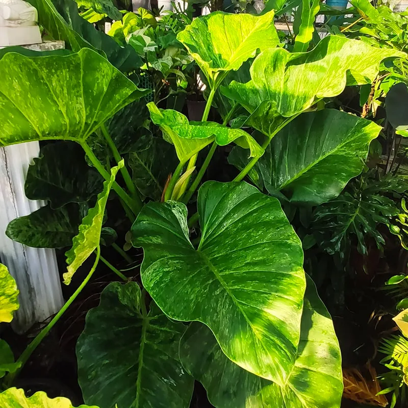 Philodendron Giganteum Variegated 3 monsteraholic jpg