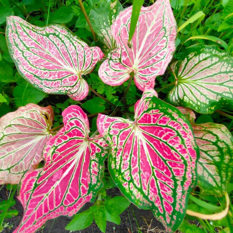 Pink Symphony Caladium 8 monsteraholic jpg