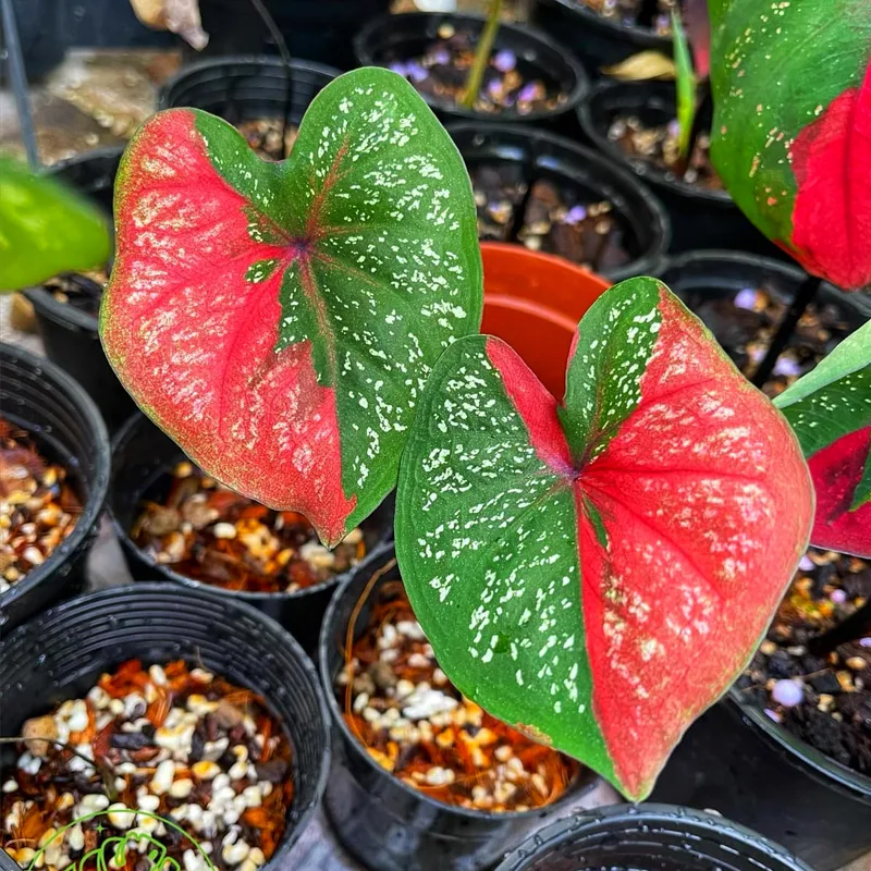 Red Berret Caladium 1 monsteraholic jpg