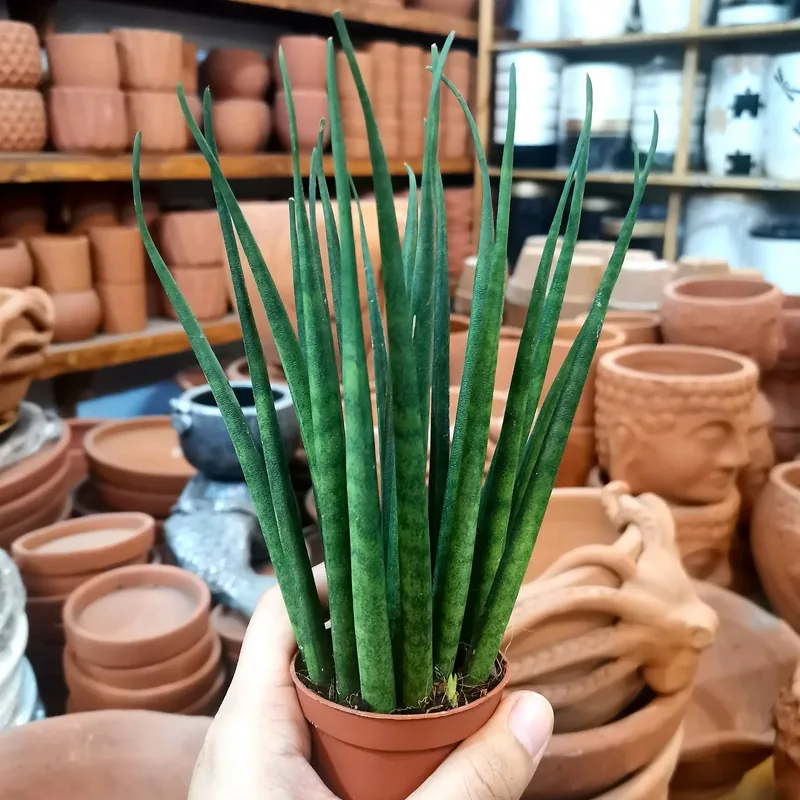 Sansevieria Baculari 1 monsteraholic jpg