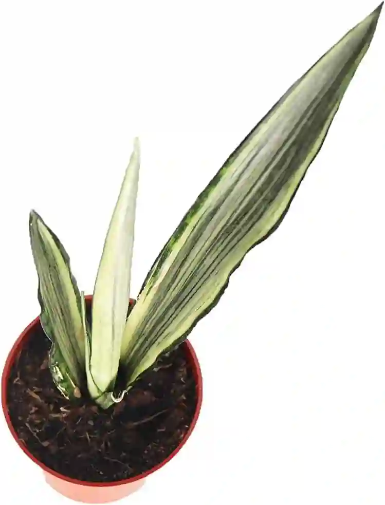 Sansevieria Bantel's Sensation