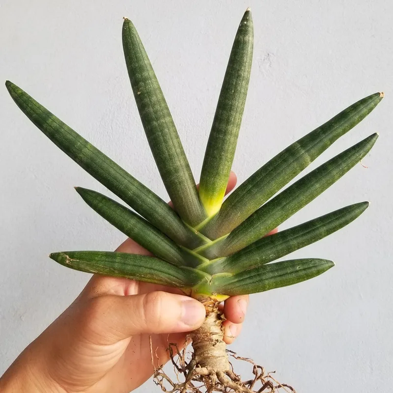 Sansevieria Boncel 2 monsteraholic jpg