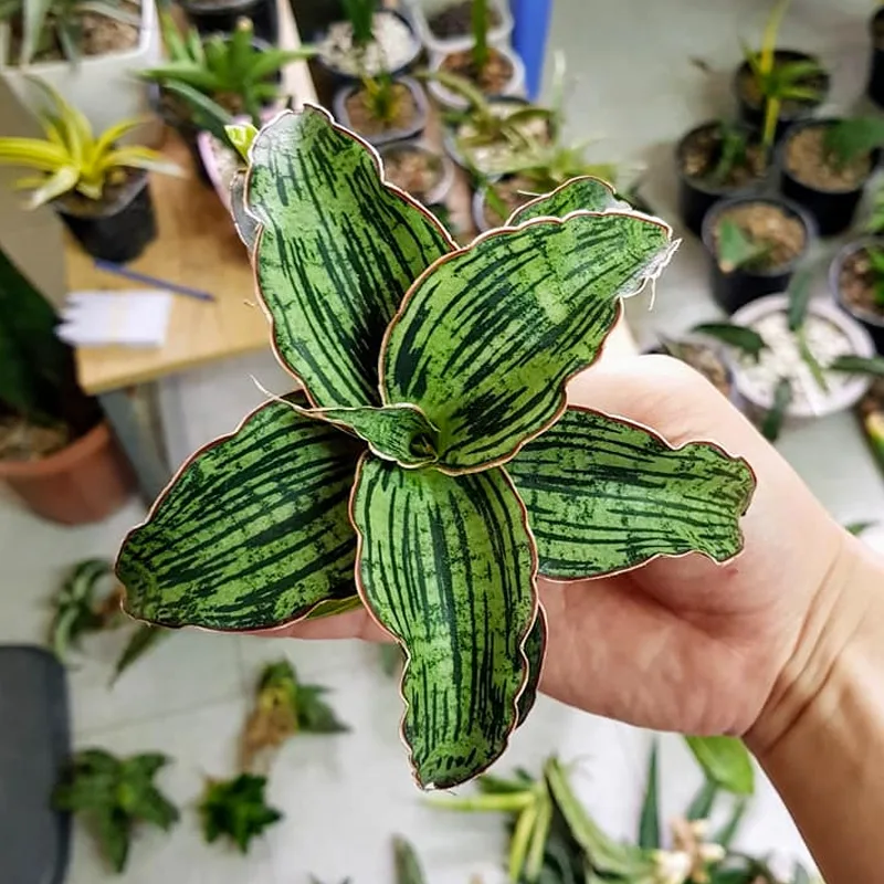 Sansevieria Cleopatra 2 monsteraholic jpg