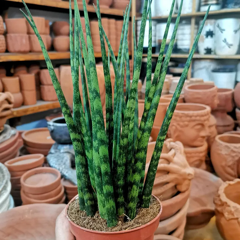 Sansevieria Fernwood 1 monsteraholic jpg