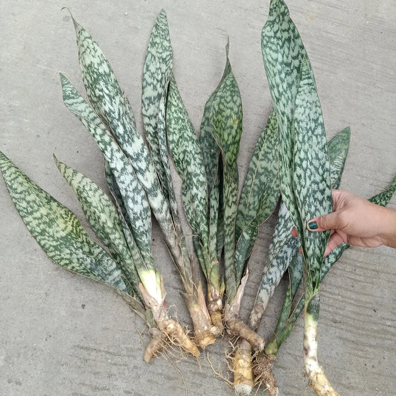 Sansevieria Jaboa 2 monsteraholic jpg