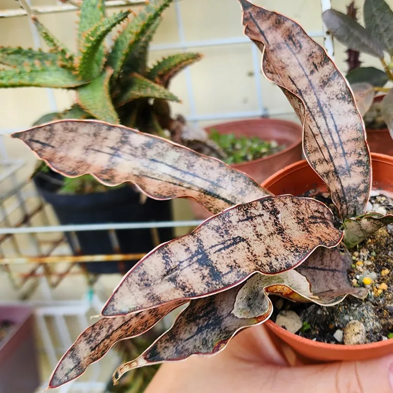 Sansevieria Kirkii 1 monsteraholic jpg