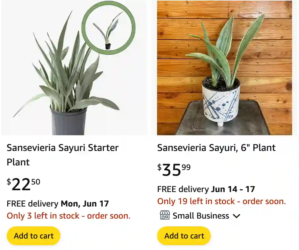 Sansevieria Sayuri | Monsteraholic