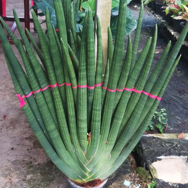 Sansevieria Stuckyi 1 monsteraholic jpg