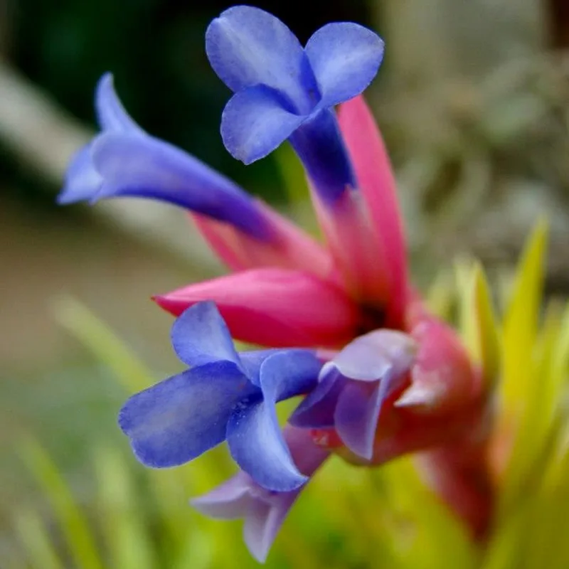 Tillandsia Aeranthos 1 monsteraholic jpg