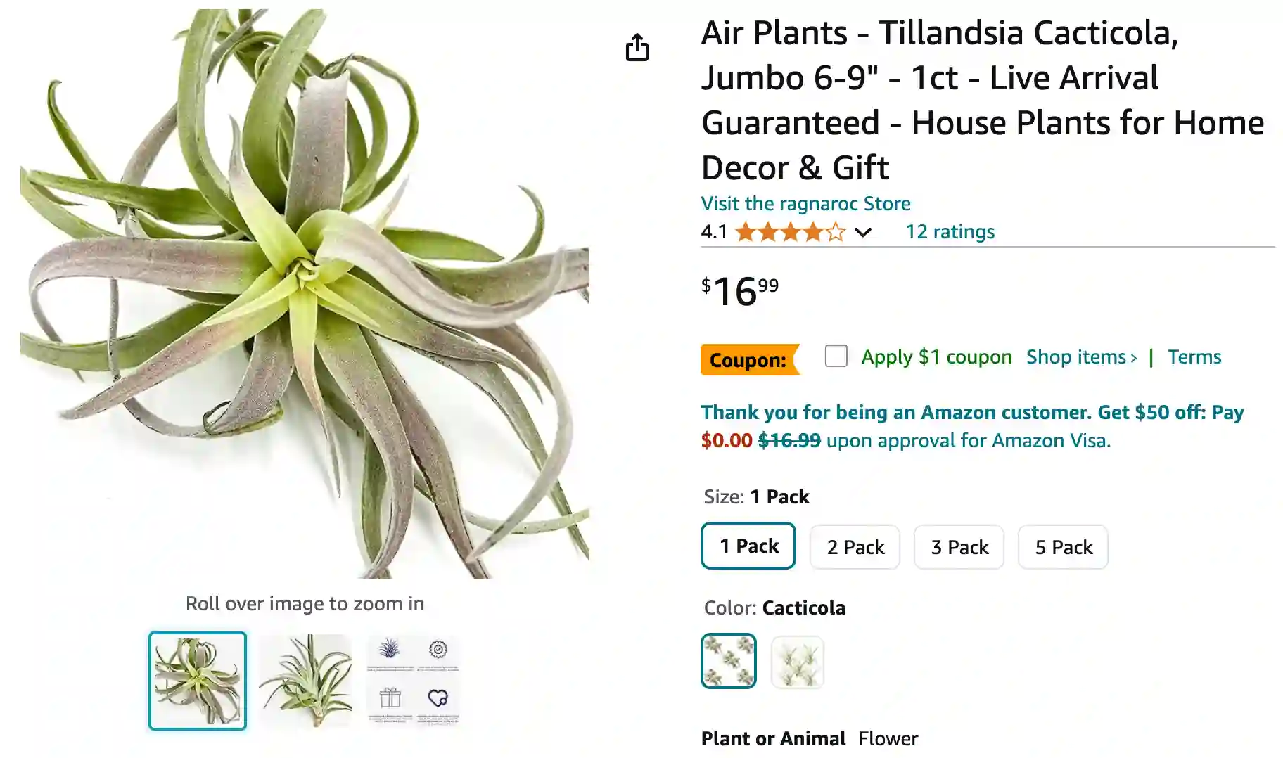 Tillandsia Cacticola | Monsteraholic