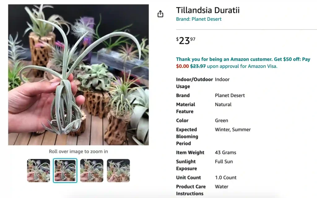 Tillandsia Duratii | Monsteraholic