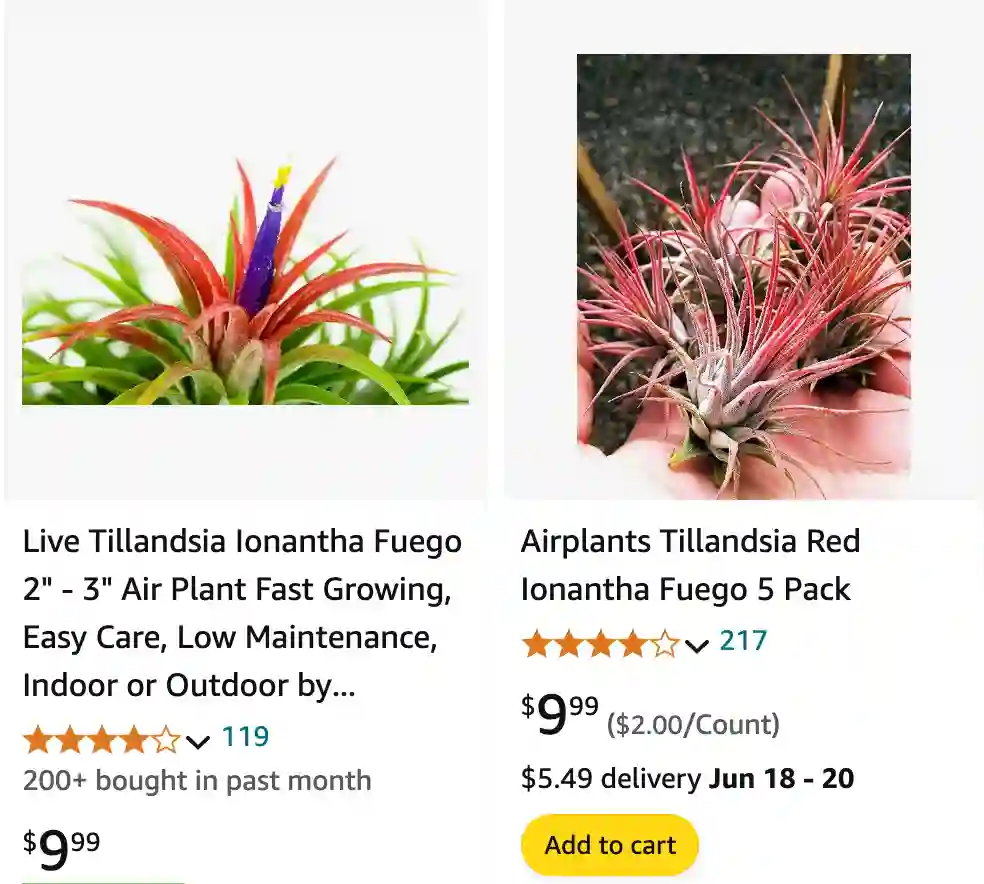 Tillandsia Fuego | Monsteraholic