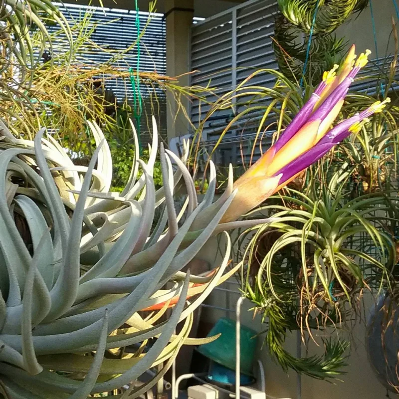 Tillandsia Harrisii 1 monsteraholic jpg