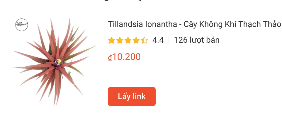 Tillandsia Ionantha Cay Khong Khi Thach Thao | Monsteraholic