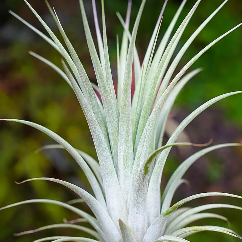 Tillandsia Utriculata 1 monsteraholic jpg