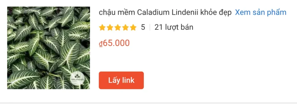 chau mem Caladium Lindenii khoe dep | Monsteraholic