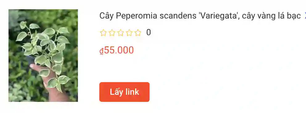 Cay Peperomia scandens Variegata cay vang la bac | Monsteraholic