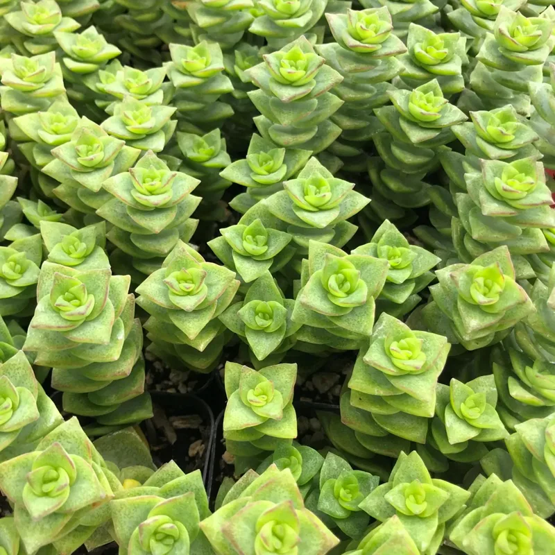 Plant FAQs: Crassula Perforata