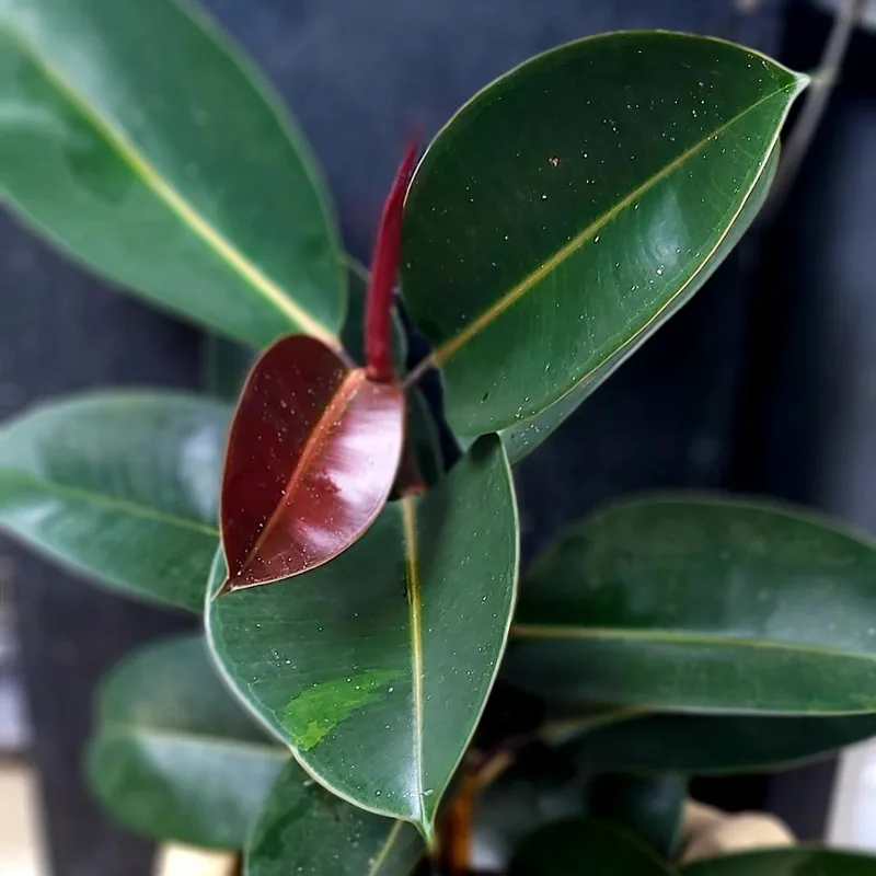 Ficus Elastica Burgundy 1 monsteraholic jpg