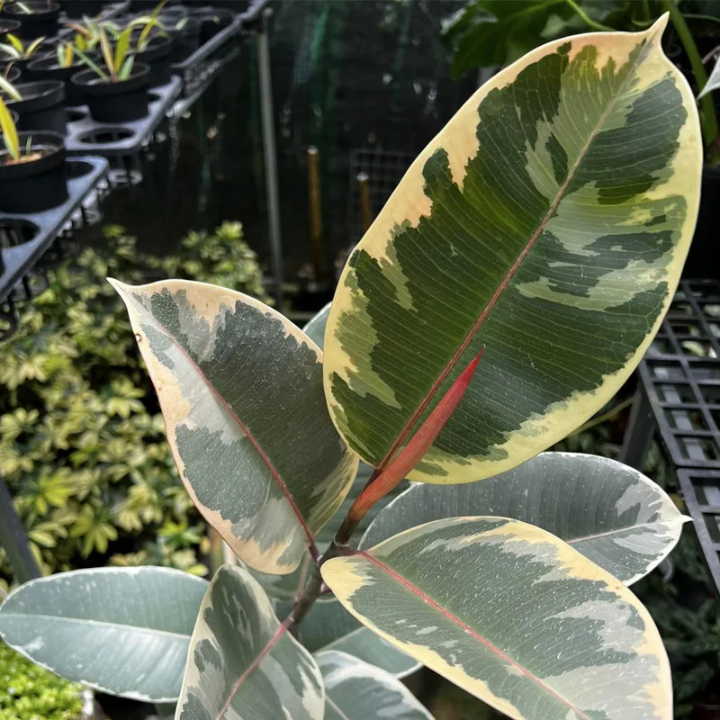 Ficus Elastica Tineke 1 monsteraholic jpg