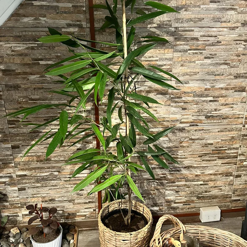 Ficus Maclellandii 4 monsteraholic jpg