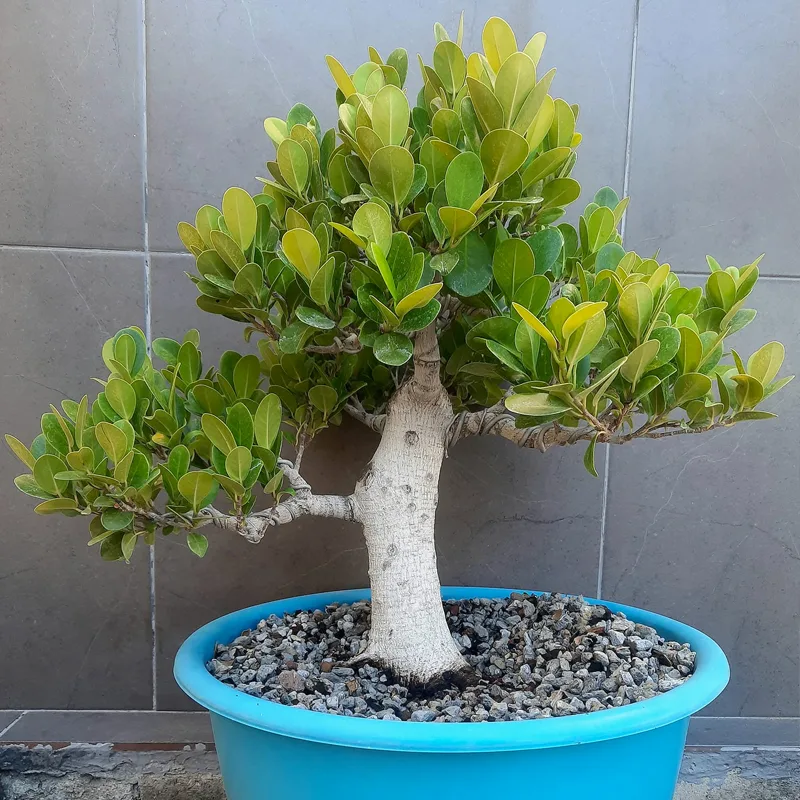 Ficus Moclame 1 monsteraholic jpg