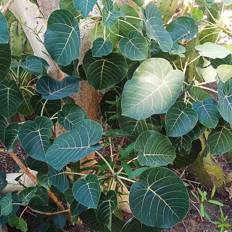 Ficus Petiolaris 1 monsteraholic jpg