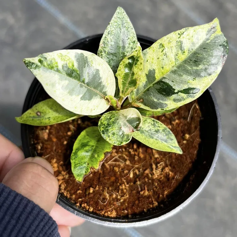 Ficus Shivereana 1 monsteraholic jpg