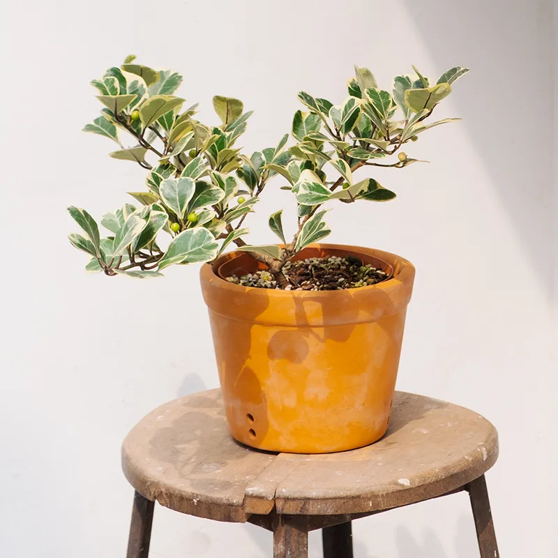 Ficus Triangularis Variegata