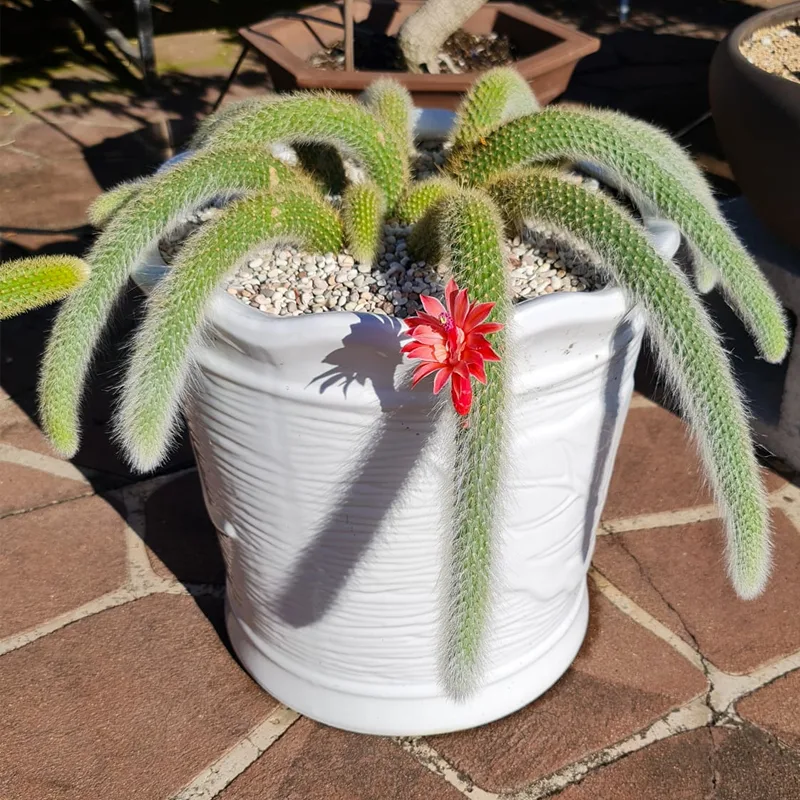 Monkey Tail Cactus