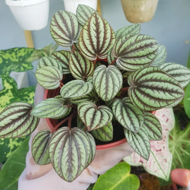 Peperomia Albovittata 1 monsteraholic jpg