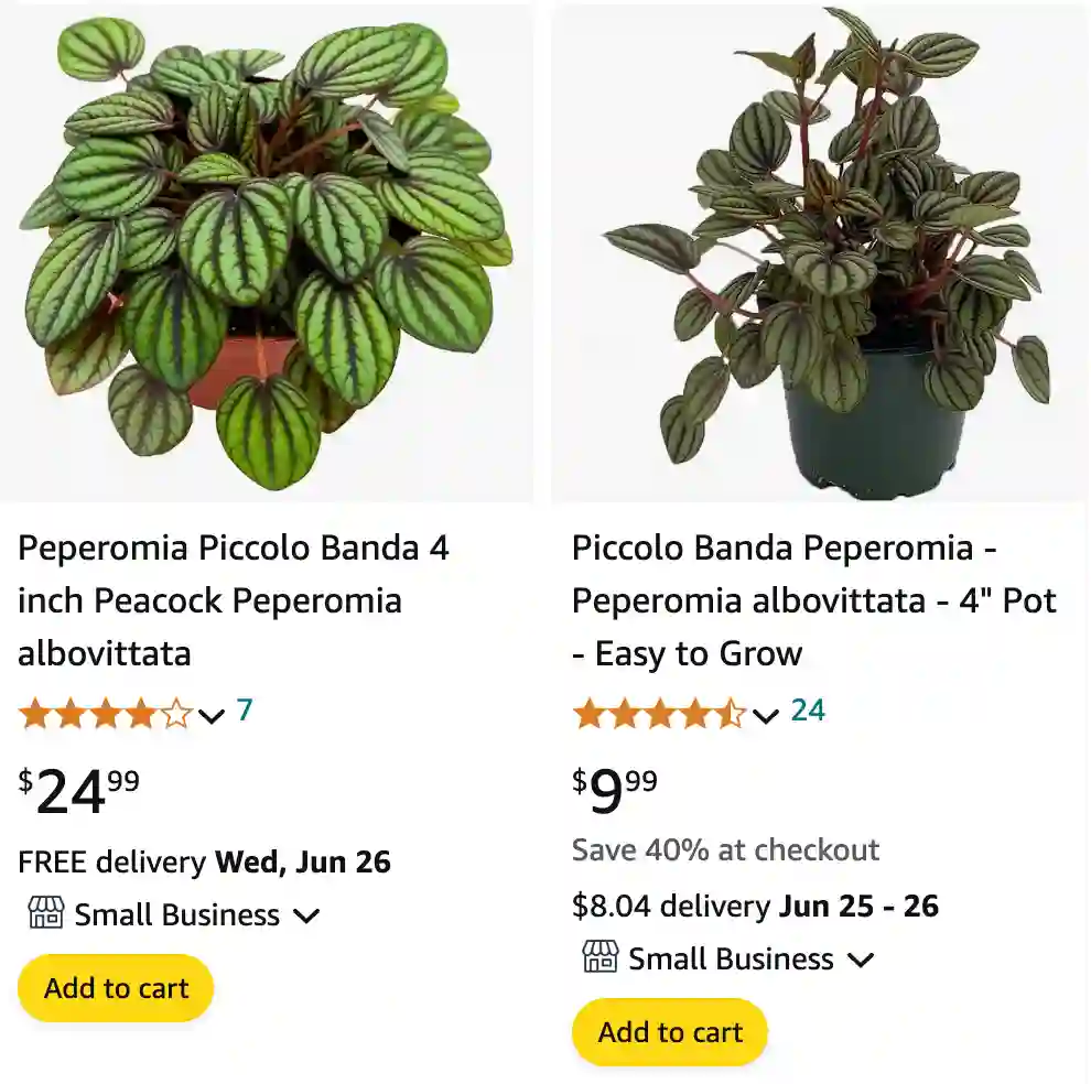 Peperomia Albovittata | Monsteraholic