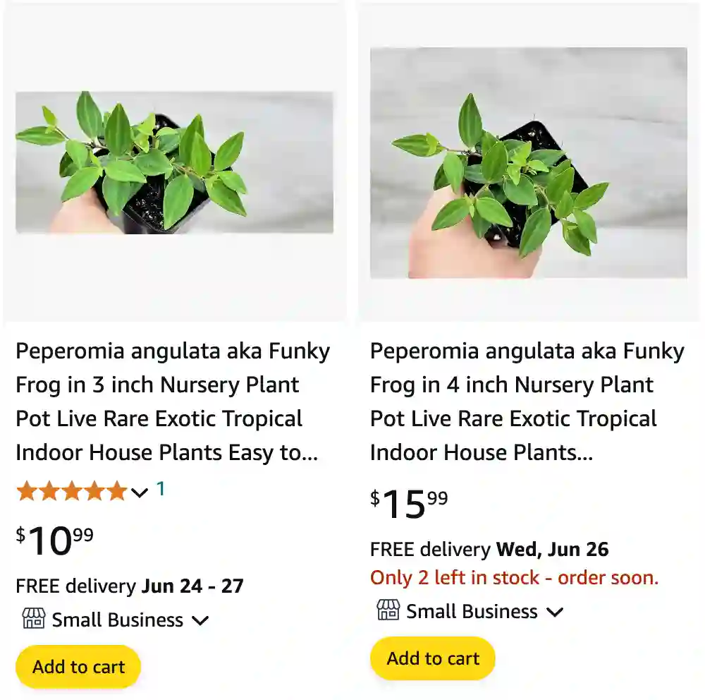 Peperomia Angulata | Monsteraholic